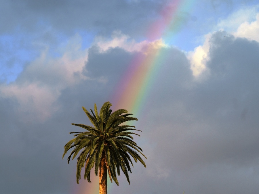 Dúha z palmy