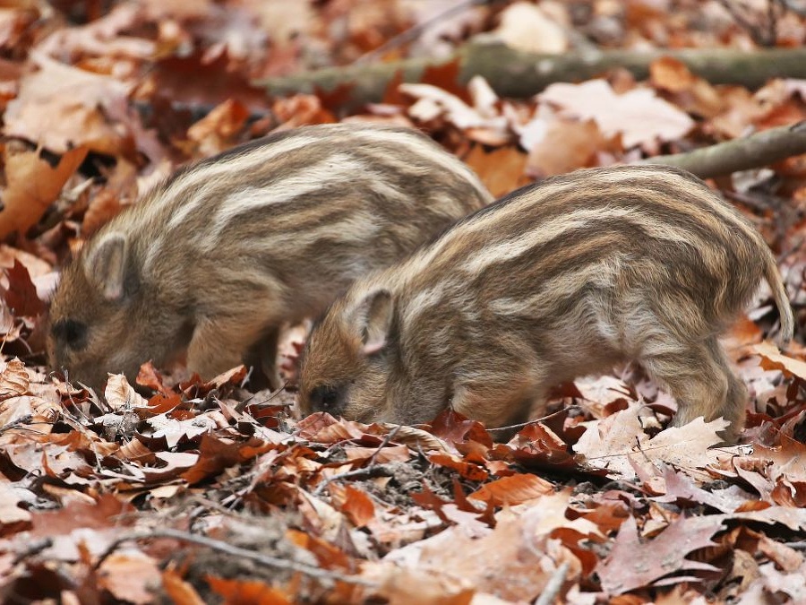 Profesionálne maskovanie
