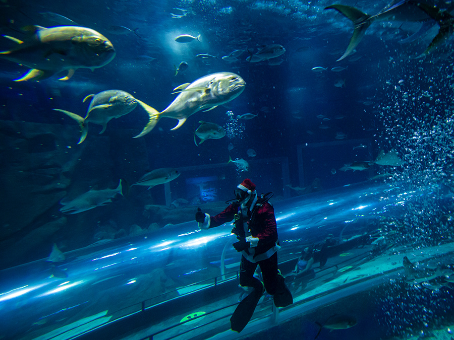 Vianoce v podmorskom svete