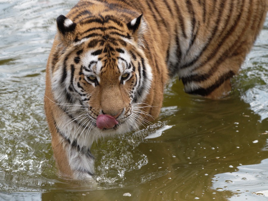Mňam, to vyzerá dobre