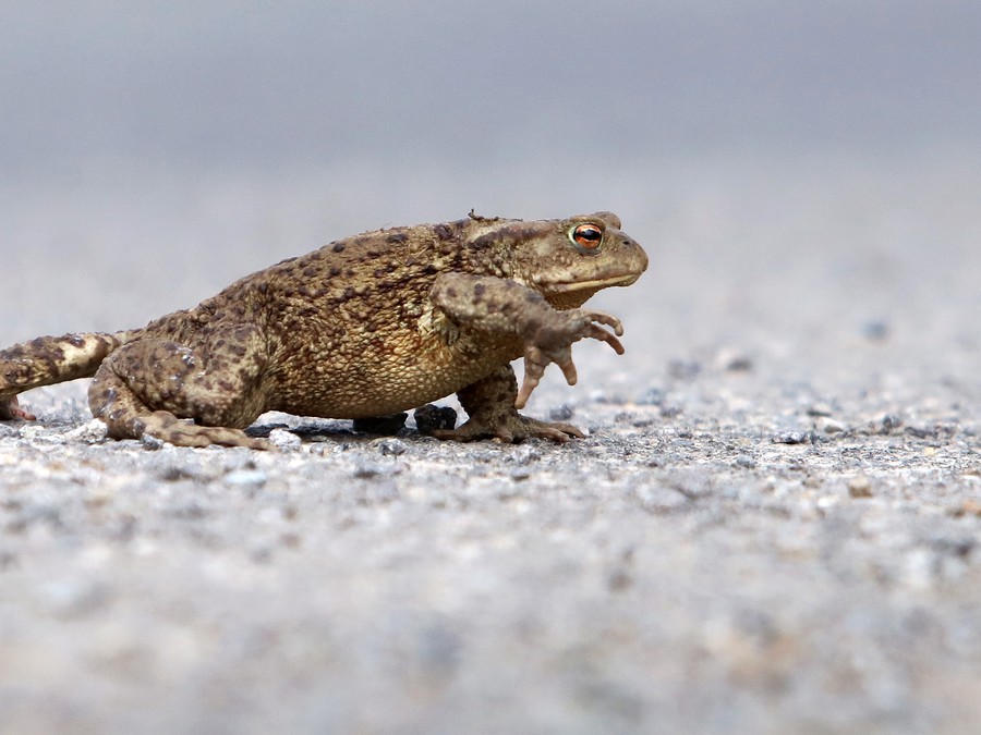 Pozor, teraz prechádzam ja!