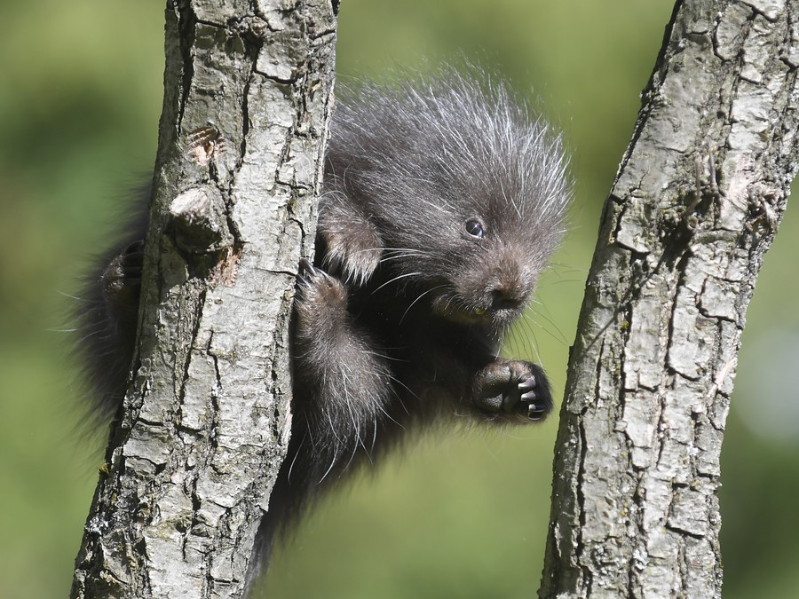 Čo pre mňa máš, kamoš? 