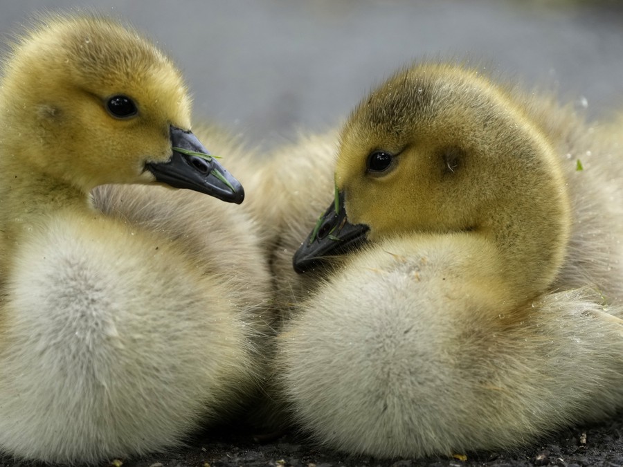 Ako sa dnes máš, kamoš?