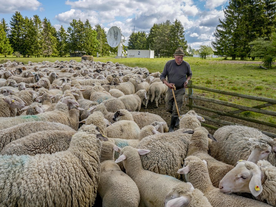 Ráno pri ovciach 