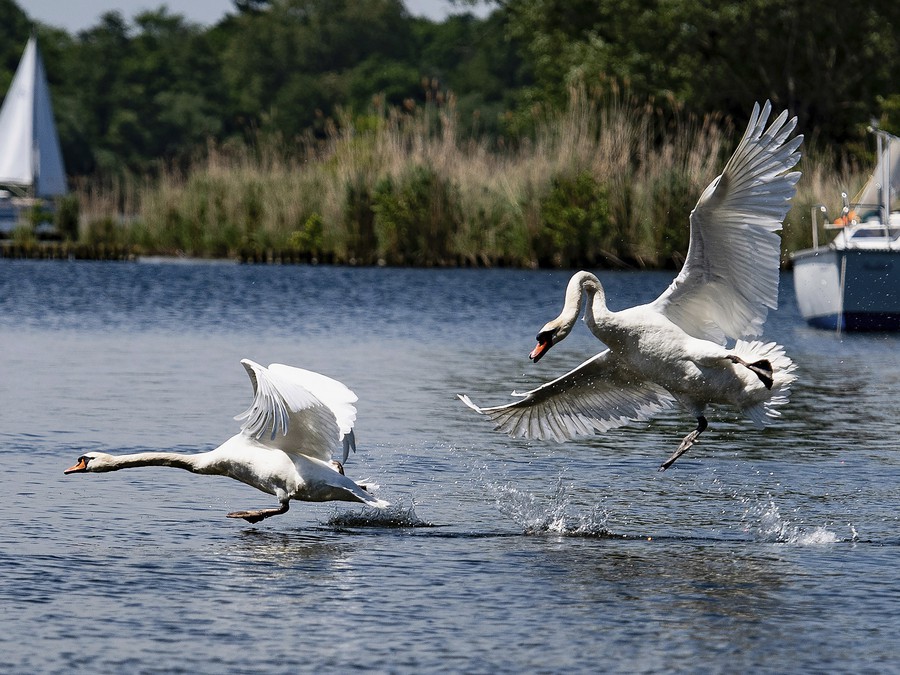 Počkaj, keď ťa chytím!