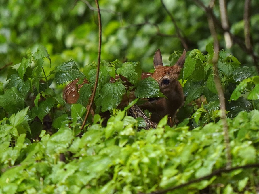 Schovávačka pred búrkou