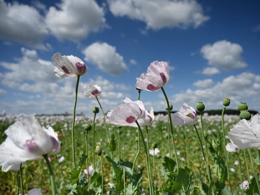 Mak, mak, makovička...