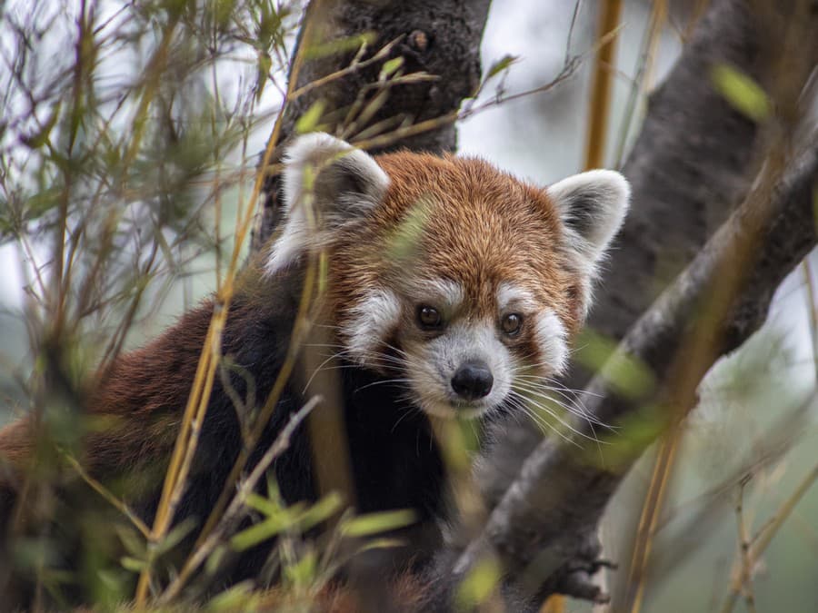 Panda červená