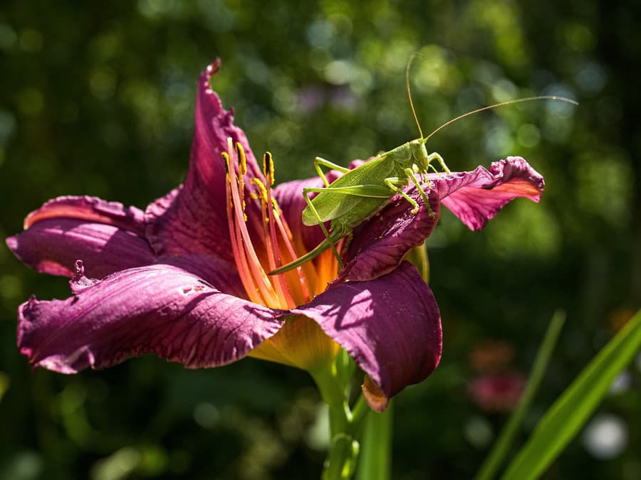 Posedenie na kvetinke