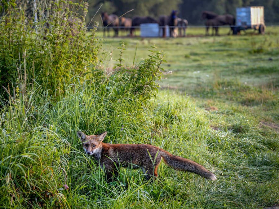 Čo sa tak pozeráš?