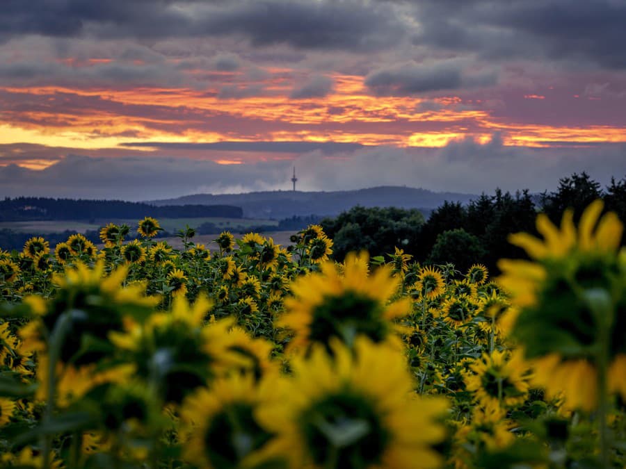 Ranná obloha nad slnečnicami 