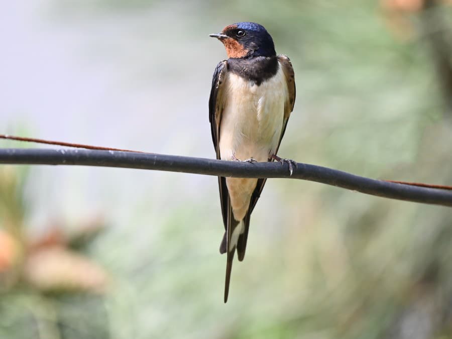 Dobre si ma obzri, budem sa sťahovať!