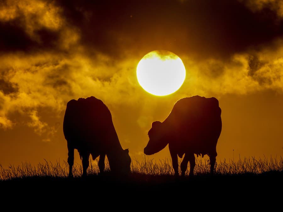 Kravy pri západe slnka