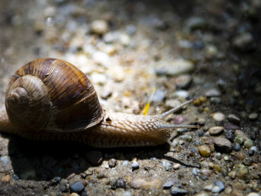 Pomaly ďalej zájdeš