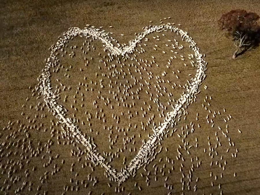 Ovce vytvorili tvar srdca