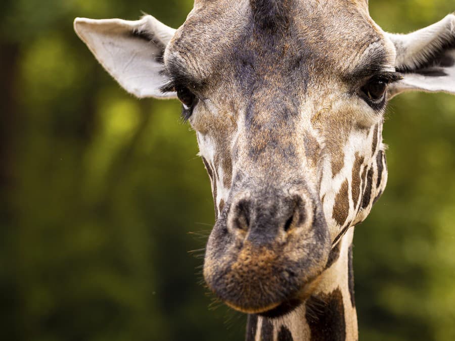 Žujem, žuješ, žujeme