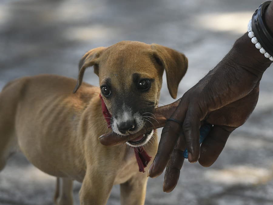 A nejaké ozajstné jedlo by sa nenašlo?