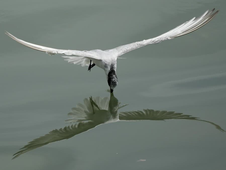 Roztiahni krídla a leť!