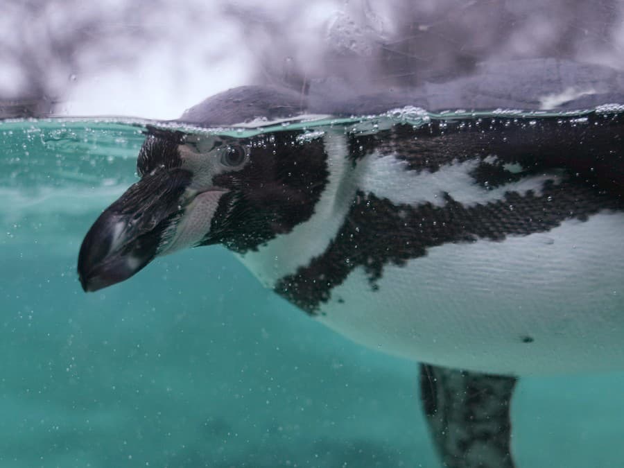 Vydržíš pod vodou dlhšie ako ja? 