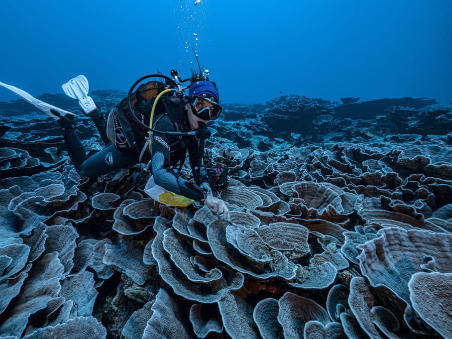 Skúmanie tajov mora