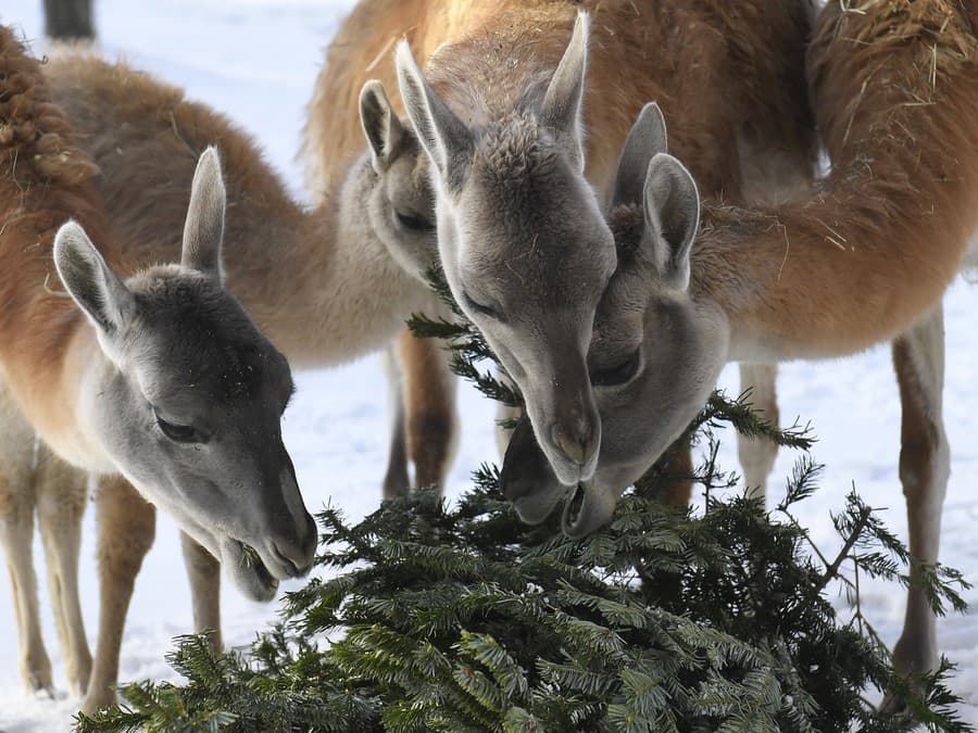 Nechaj niečo aj pre mňa!