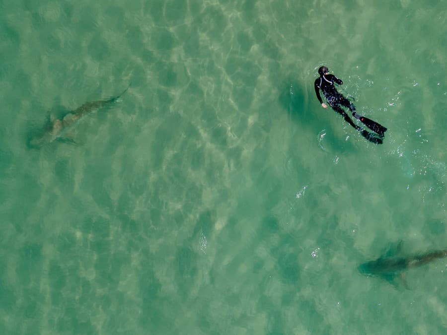 Tieto žraloky vám nič nespravia
