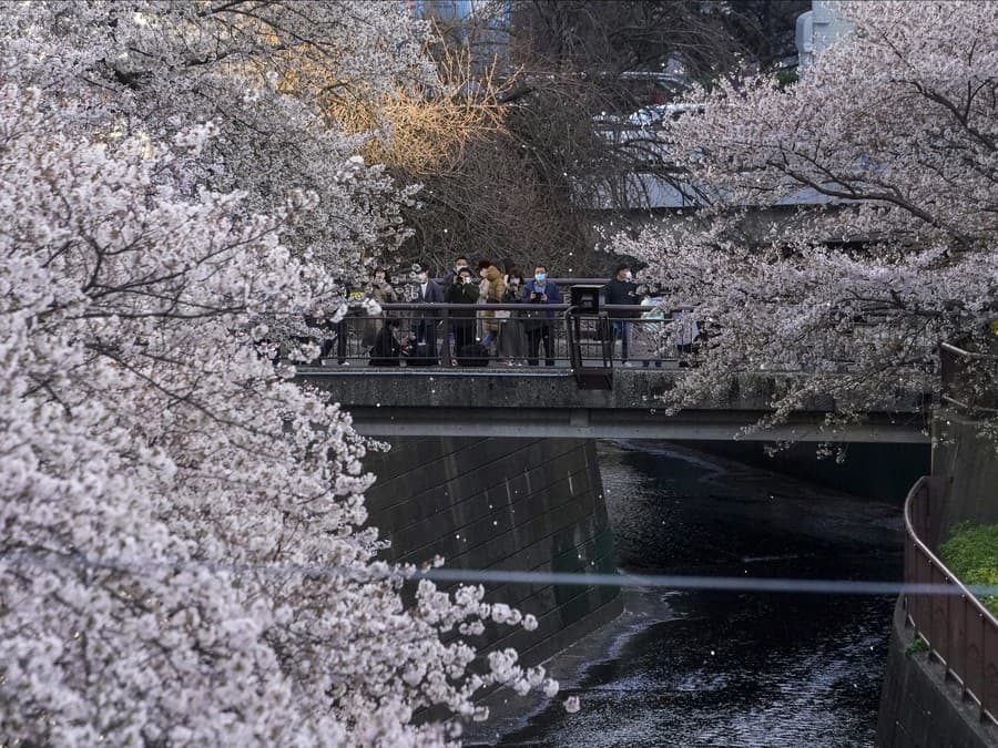 Rozkvitnutá čerešňa