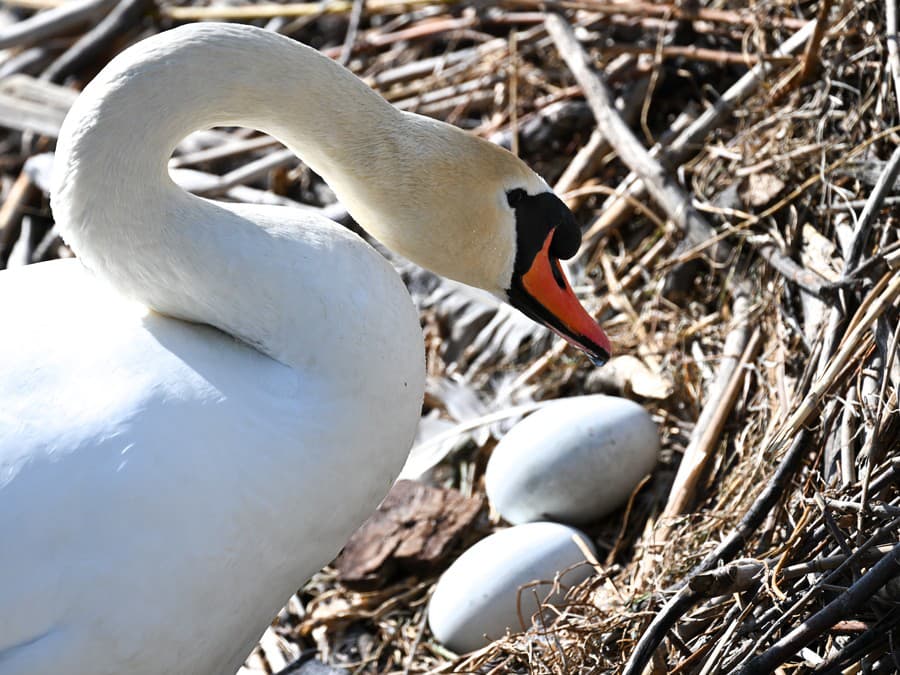 Vznik nového života