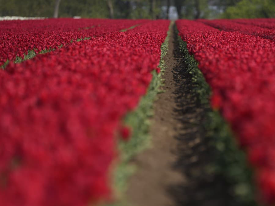 Tulipánové kráľovstvo