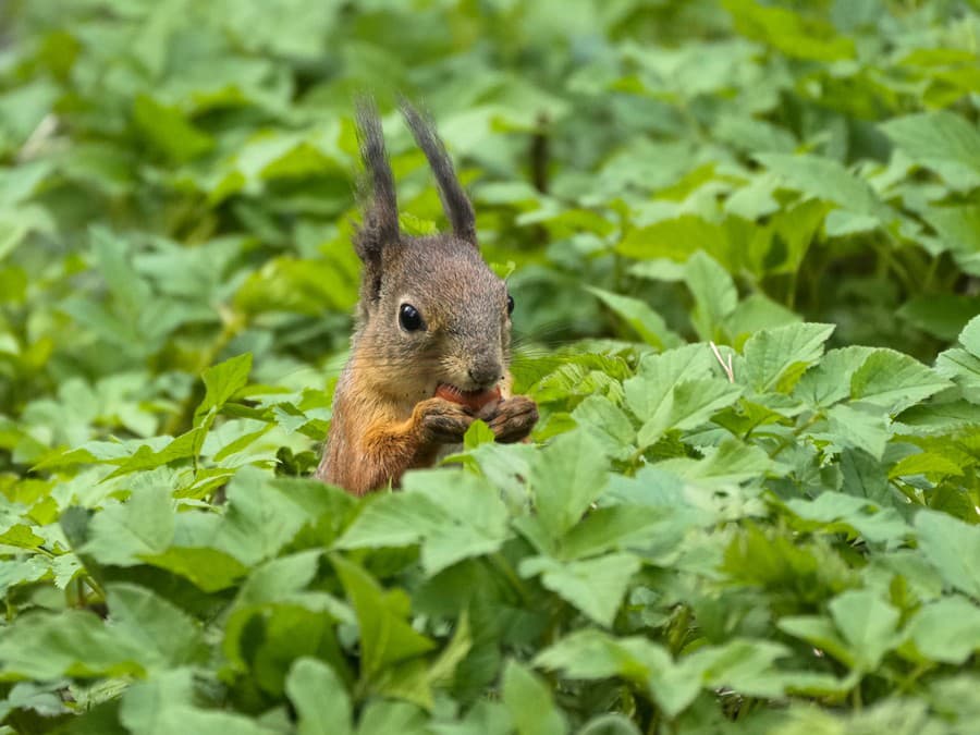 Hra na schovávačku