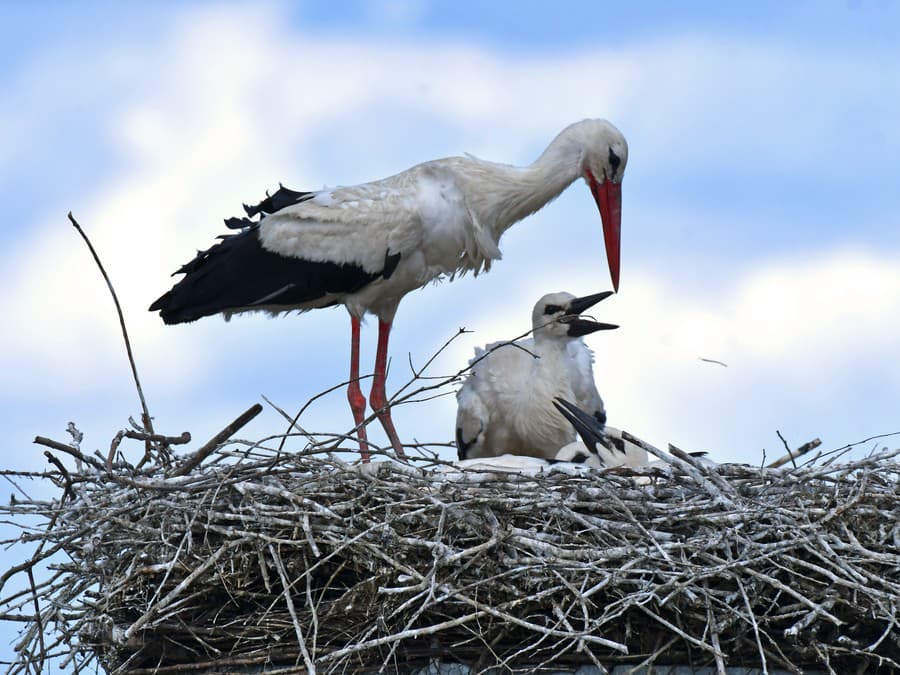 Mamáá, som hladný!