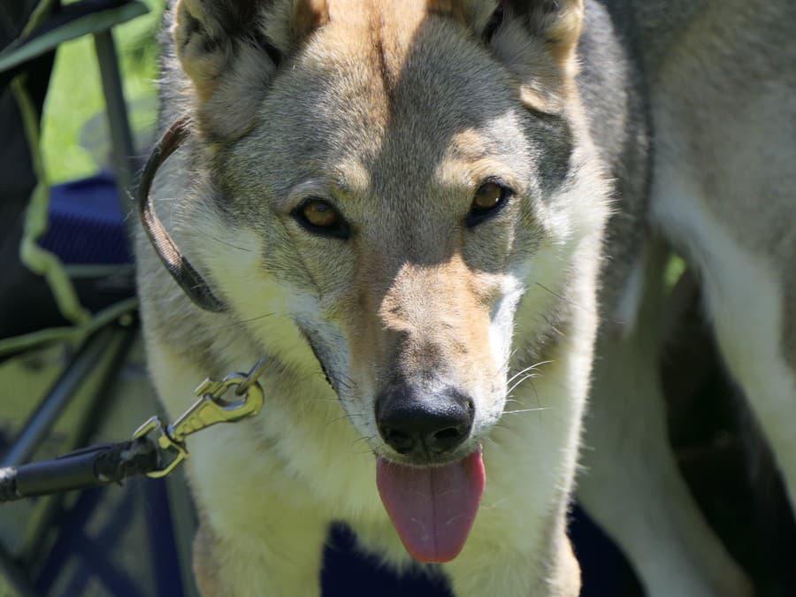 Aspoň kúsok tieňa