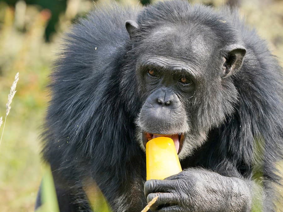 Ľadové osvieženie!