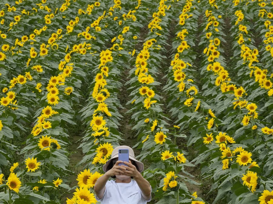 Stratená v slnečniciach