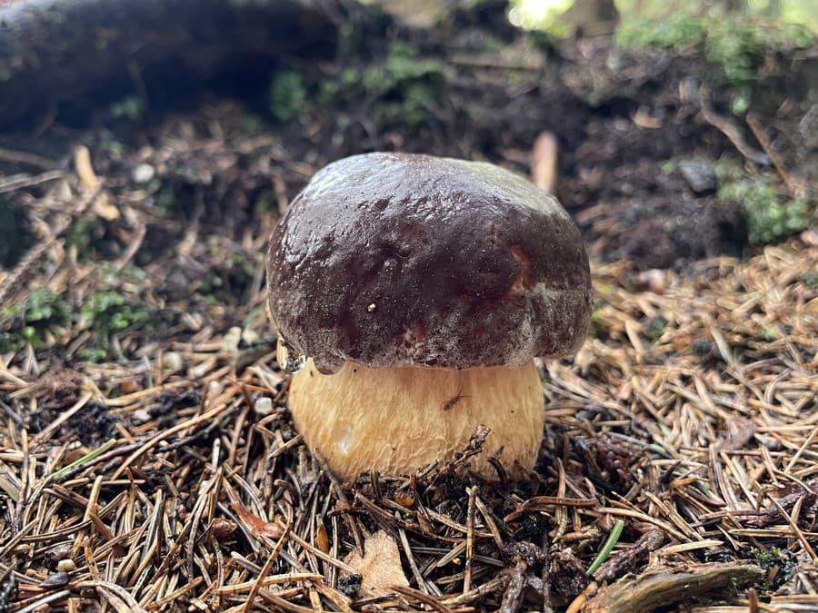 Už ste si nazbierali svoj košík húb? 