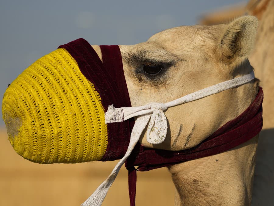 Dobré ráno z púšte!