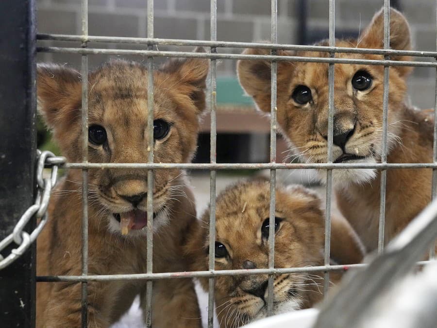 Levíčatá prajú krásne ráno!