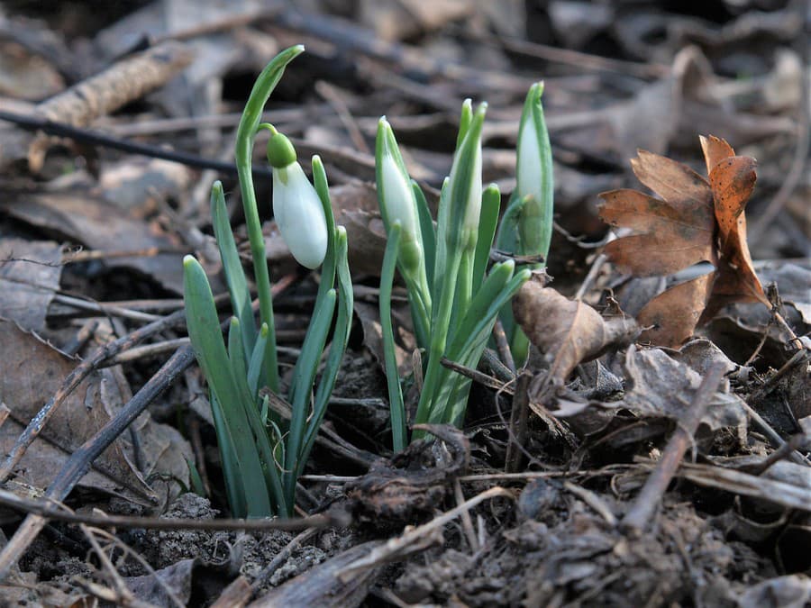Prvé náznaky jari