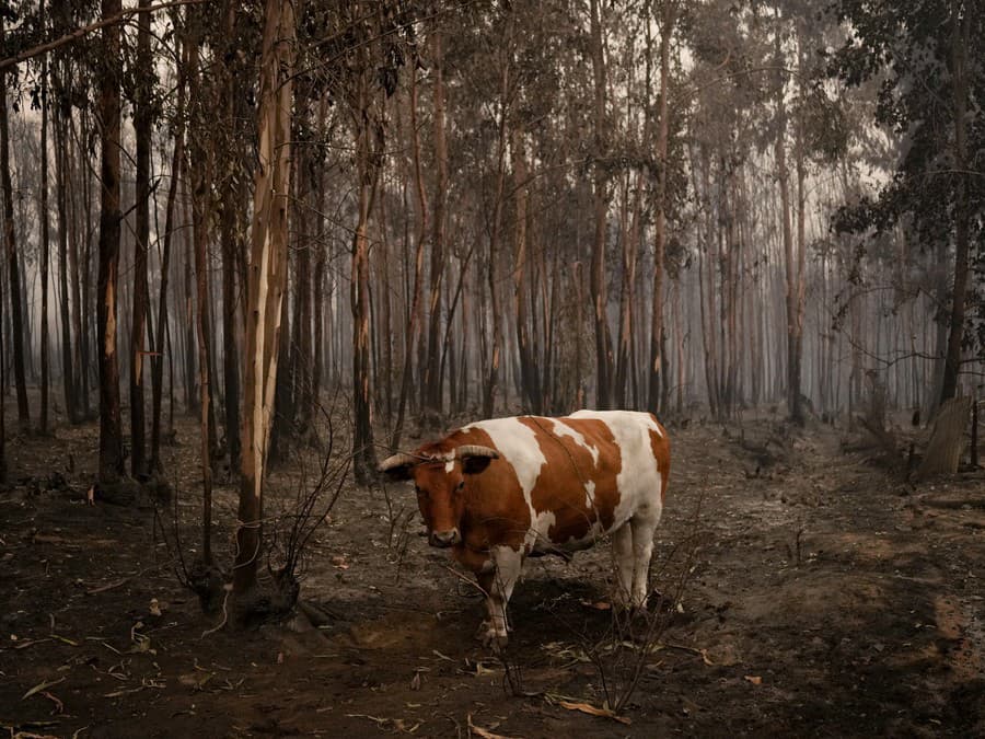 Kam som sa to zatúlal?