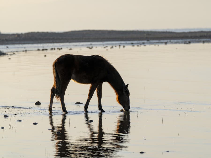 Ranné občerstvenie