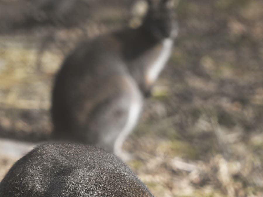 Niečo tu pekne vonia...