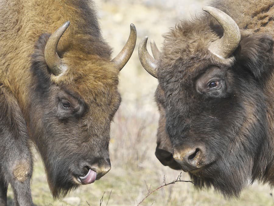 Prečo sa na nás pozeráš?