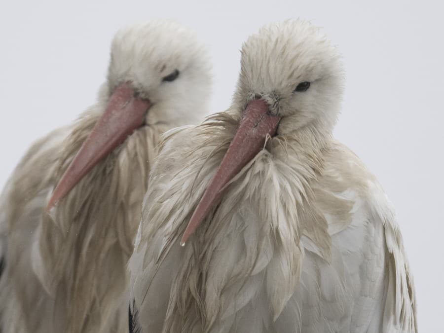 Vo dvojici ide všetko ľahšie