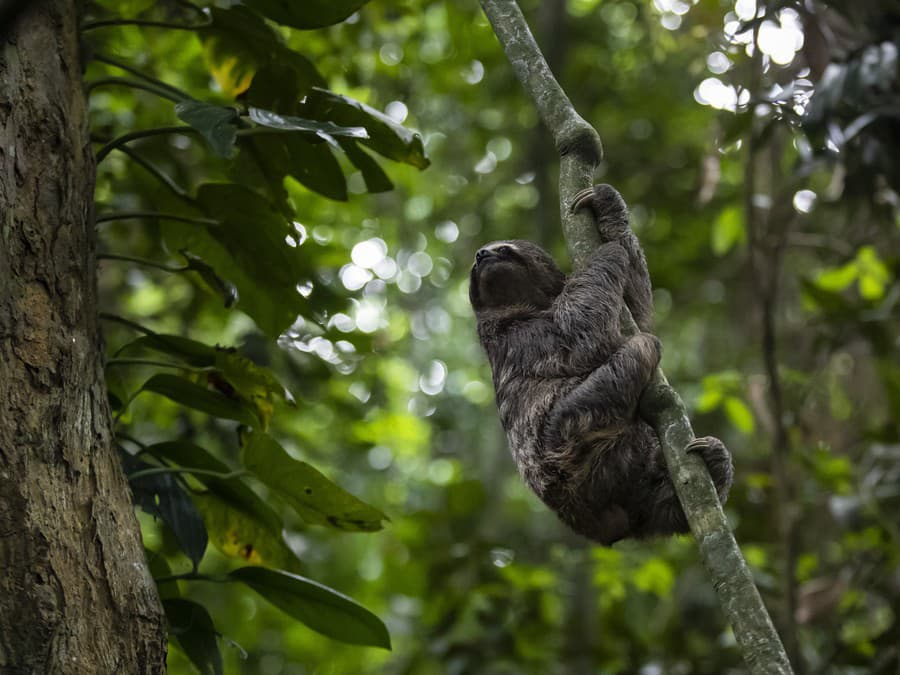 Mňa si nevšímajte, ja tu nie som!