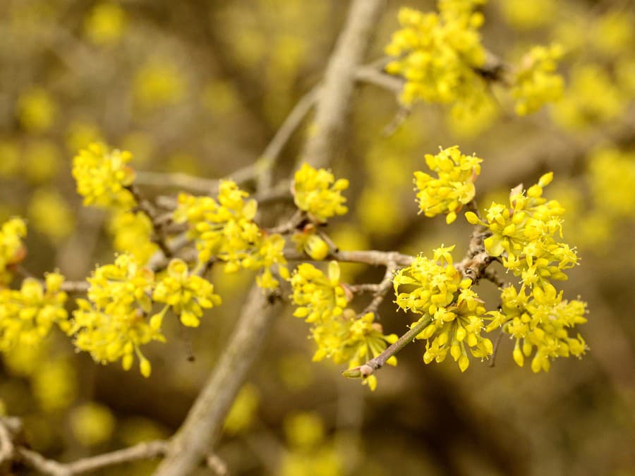 Aha, už prichádza jar!