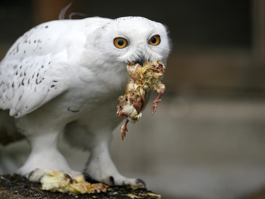 Prichytená pri čine!