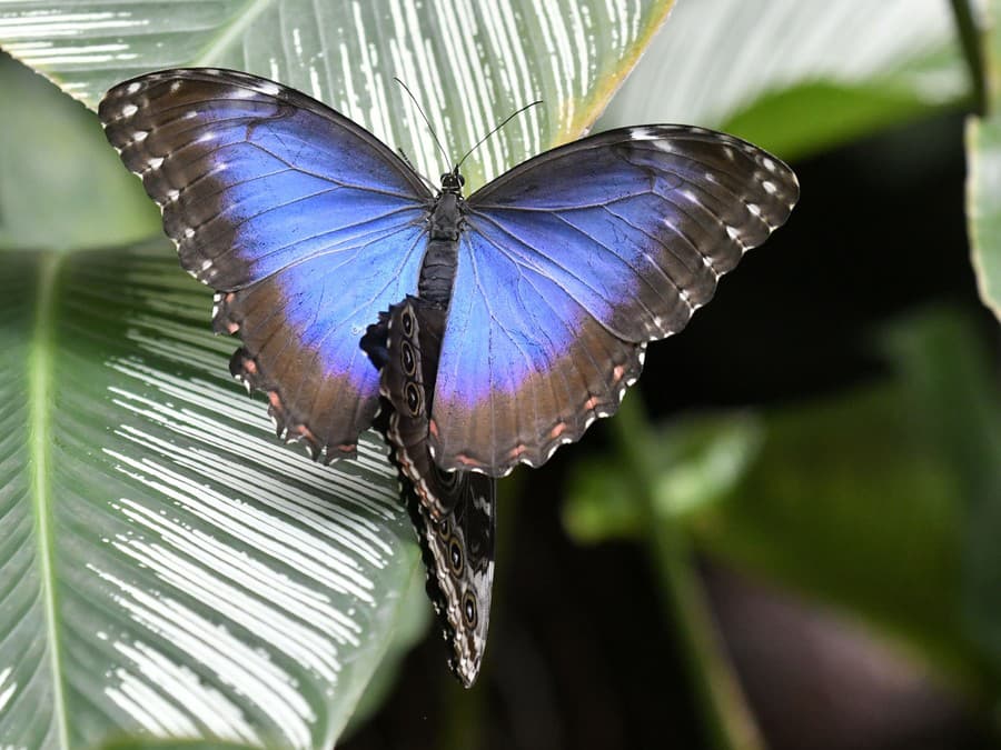 To sú ale krásne krídla!