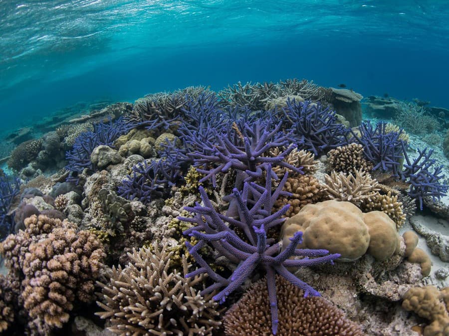 Podmorské  kráľovstvo