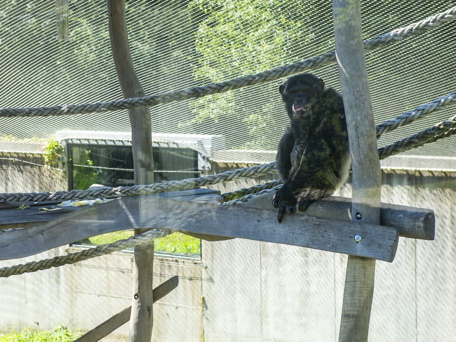 Nedeľná pohodička