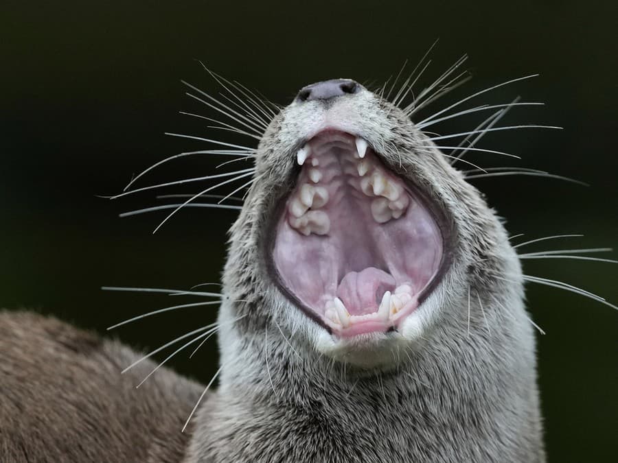 Dobré ráááánko!